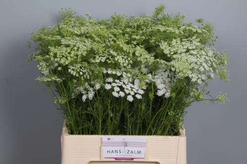 Ammi majus