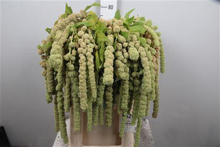 Amaranthus caudatus 'Cycloop'