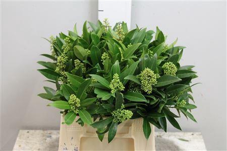 Skimmia per bos confusa 'Kew Green'