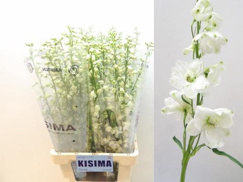 Delphinium Elatum Grp dubbelbloemig 'Guardian White'