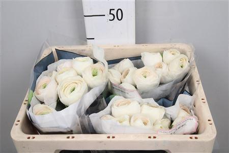 Ranunculus asiaticus Succes Hanoi