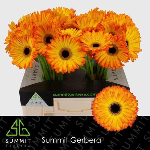 Gerbera grootbloemig 'Catwalk'