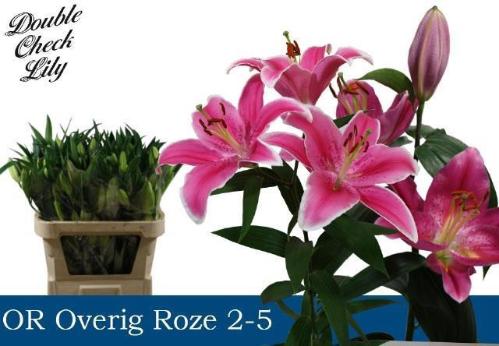 Lilium Oriental Grp overig