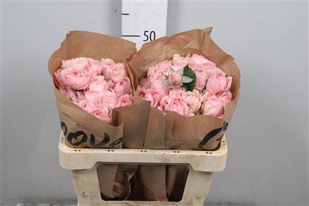 Rosa tros Julietta