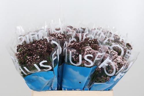 Eupatorium rugosum Lucky Pink