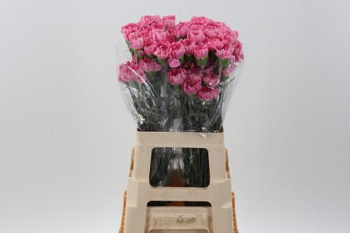 Dianthus standaard overig