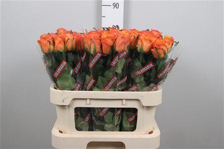 Rosa grootbloemig Yokey Dokey