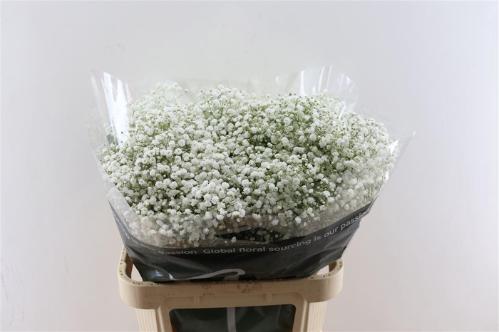 Gypsophila paniculata Overtime