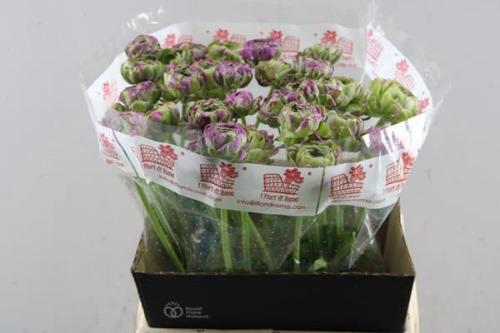 Ranunculus asiaticus 'Pon-Pon Malva'