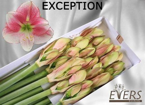 Hippeastrum Galaxy Grp 'Exception'