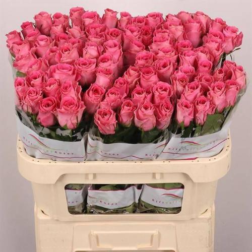 Rosa grootbloemig Watergame