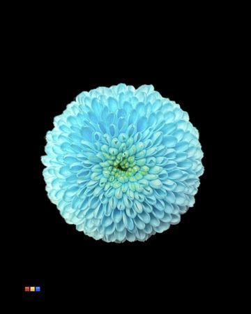 Chrysanthemum Indicum Grp tros santini kleurbehandeld H%