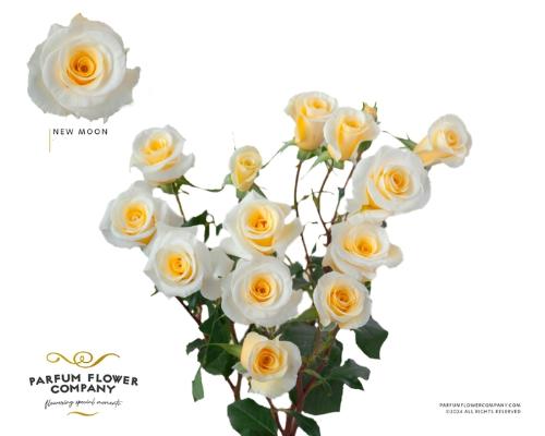 Rosa tros overig