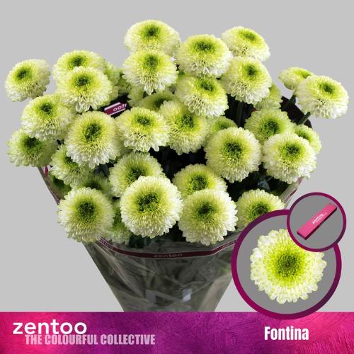 Chrysanthemum (Indicum Grp) tros Fontina