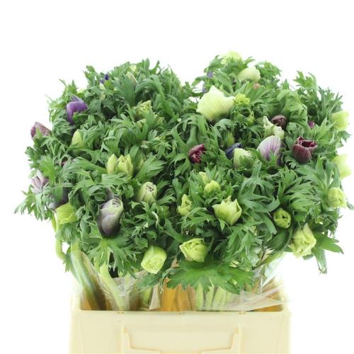 Anemone coronaria 'Galil Pastel'