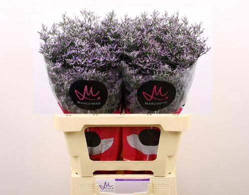 Limonium 'Skylight'