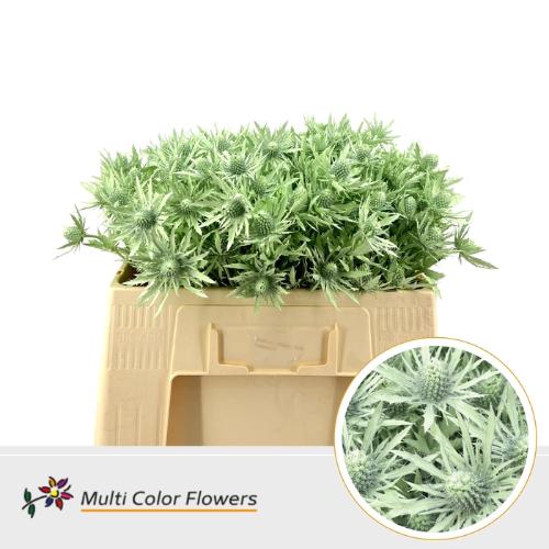 Eryngium alpinum kleurbehandeld H%