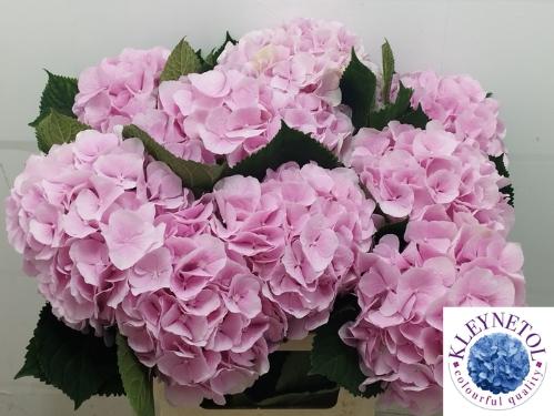 Hydrangea macrophylla 'Verena'