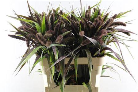 Setaria italica 'Red Jewel'