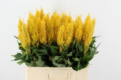 Celosia Plumosa Grp 'Century Geel'