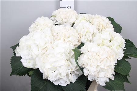Hydrangea macrophylla 'Schneeball'