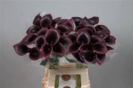 Zantedeschia 'Cantor'