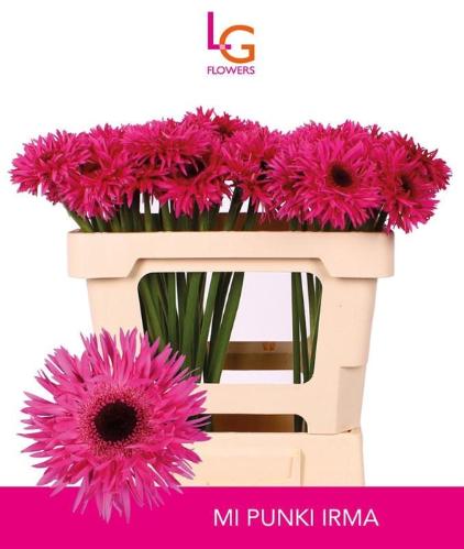 Gerbera mini Punki Irma