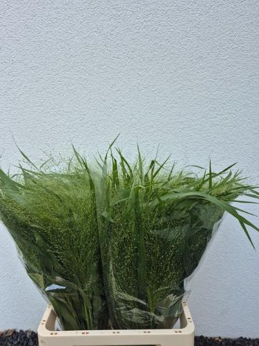 Panicum 'Fountain'