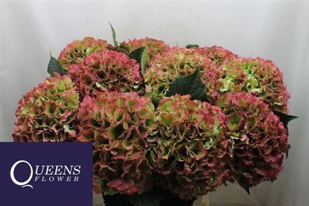 Hydrangea macrophylla Royal Grandeur (classic)
