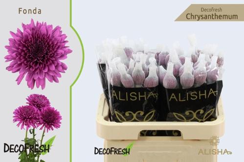 Chrysanthemum (Indicum Grp) geplozen Fonda