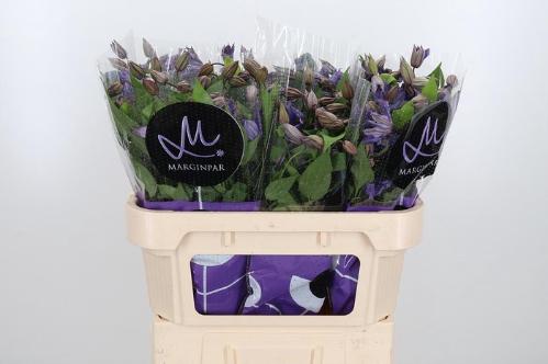 Clematis Amazing Geneva