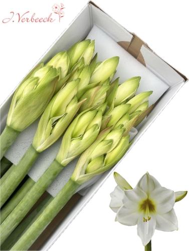 Hippeastrum 'White Lion'