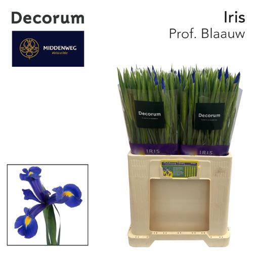 Iris (Hollandse Iris Grp) 'Prof. Blaauw'