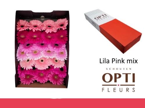 Gerbera grootbloemig overig