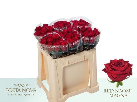 Rosa grootbloemig Red Naomi!