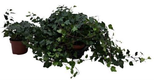 Hedera helix 'Wonder'