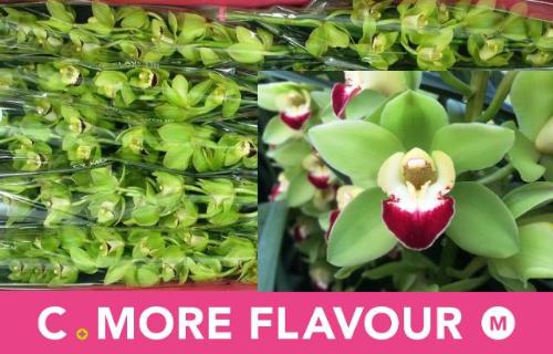 Cymbidium mini 'Green Rock'