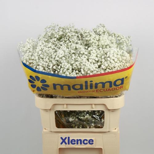 Gypsophila paniculata Xlence