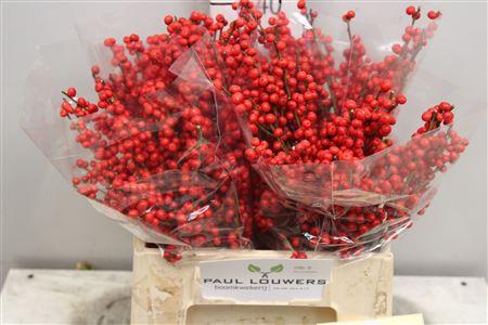 Ilex verticillata