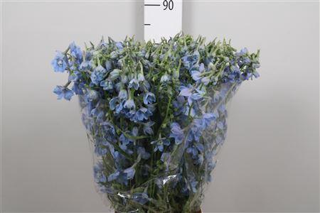 Delphinium Belladonna Grp enkelbloemig 'Ballkleid'