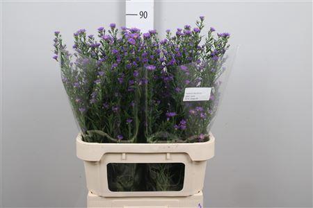 Aster Laura