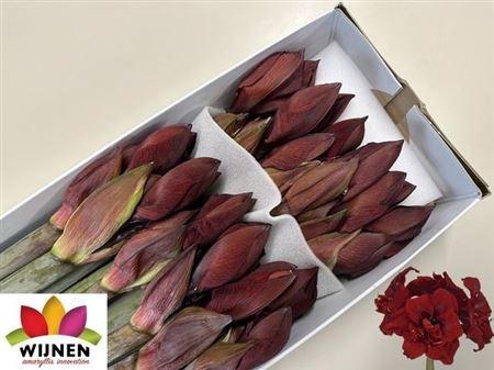 Hippeastrum (Double Galaxy Grp) 'Double Royalty'