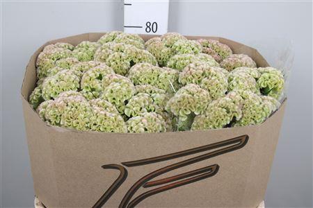Celosia argentea (Cristata Grp) 'Frozen'