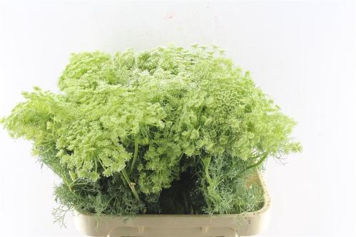 Ammi visnaga