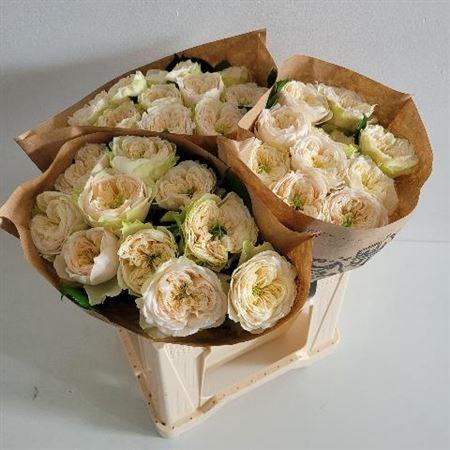 Rosa grootbloemig Whitby Abbey