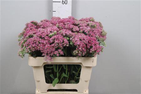 Sedum telephium 'Munstead Dark Red' 