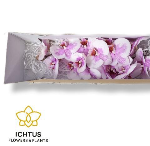 Phalaenopsis per bloem Okayama