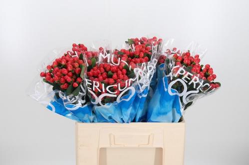 Hypericum Coco Tango
