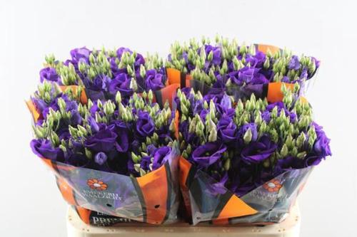 Eustoma russellianum enkelbloemig 'Piccolo Violet'