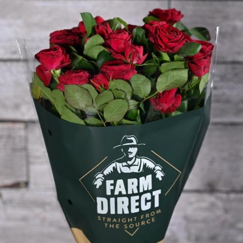 Rosa tros Red Trendsetter